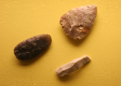 Finds at Elgin Museum