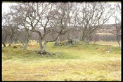 NC74NW0004 - Chambered Cairn, Skail 1.jpg