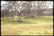 NC74NW0004 - Chambered Cairn, Skail 2.jpg