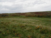 NC75SW0021HAW1.jpg