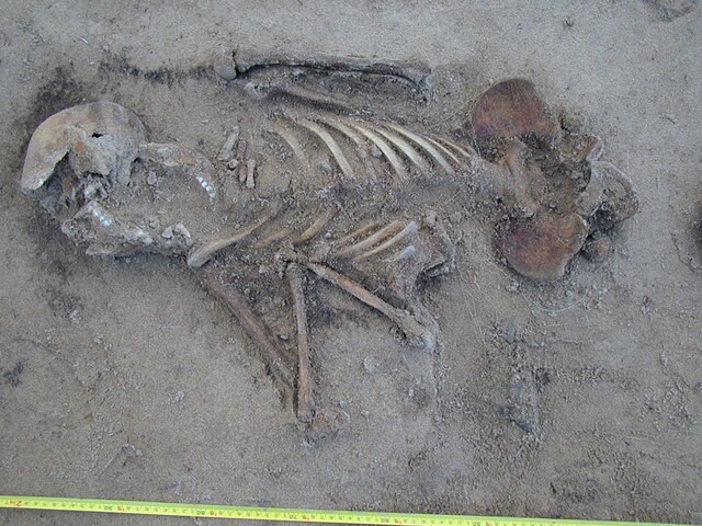 NC90NW0052 Close up of torso.jpg