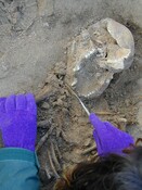 NC90NW0052 Olivia removing right humerus.jpg