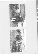 NG70SW0008BW01.pdf