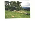 NN79NW0012CP01.pdf