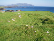 NG20NW0020 Tarbert township showing structure (aug 07).JPG