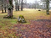 NH22NE0008DJL1.jpg