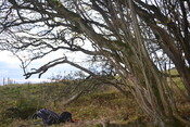 2B6DAEEF-D929-4017-A2D21873D22A96A4_photographs_4.JPG