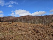 20240316_114124 Shieling Hut 1, looking N.jpg