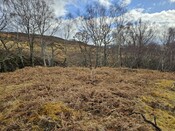 20240324_131323 Shieling 1 from NW.jpg