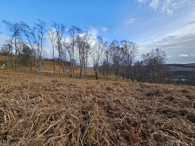 20240324_154808 Hut Circle 7 from W.jpg