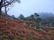 20231116_122517 Bracken covered spoil heap to W of mine, looking SE.jpg