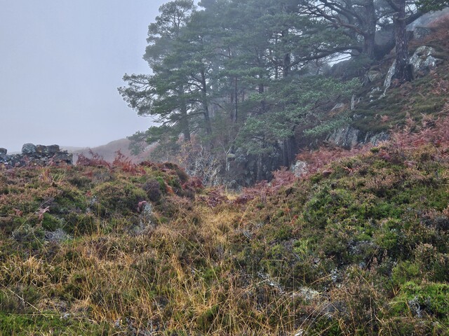 20231116_125851 Looking N along main gully towards mine.jpg