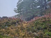 20231116_125851 Looking N along main gully towards mine.jpg