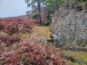 20231116_140140 Low marshy area NW of pond below crags, looking NW.jpg