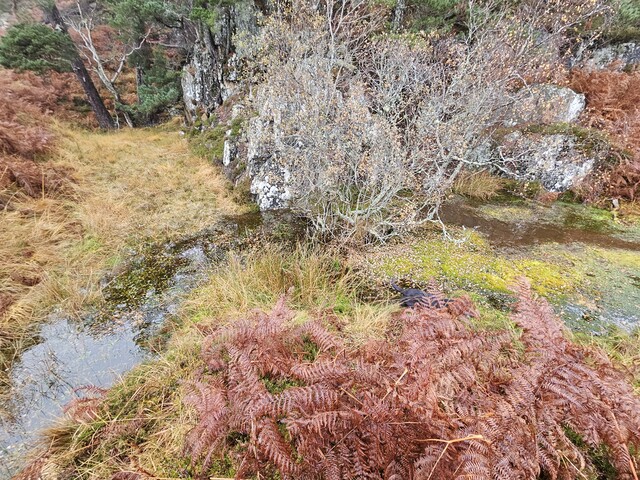 20231116_140225 Pond below crags, looking N.jpg