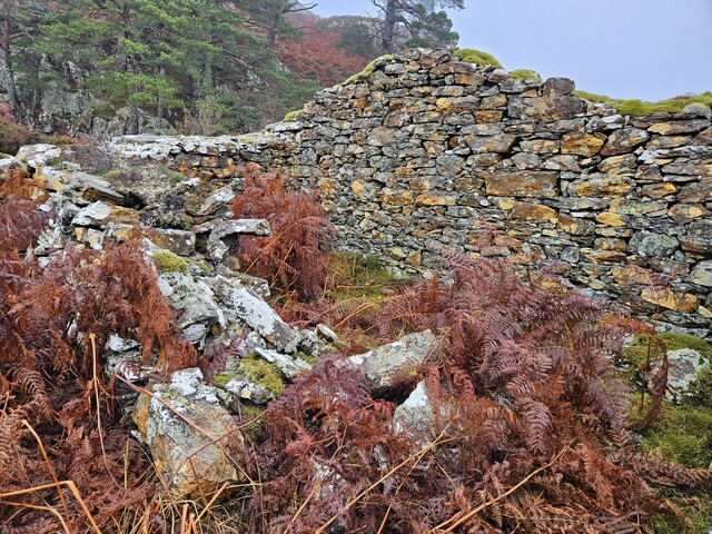 20231116_124159 Structure 2, looking NE at internal NE corner.jpg