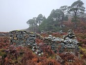 20231116_125215 Structure 4, looking N.jpg