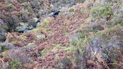 20250131_140025 Looking NW down into still from bank above.jpg