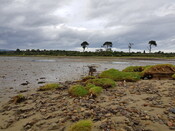 20190829_172848 Remains of Fish Trap, looking N from NH 7749 7301.jpg