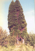 NH53SE0004 - 1.jpg
