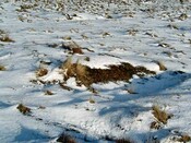 NH53SW0014DJL13.JPG