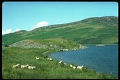 NH62NW0019 - Crannog, Tom Buidhe, Loch Ruthven 1.jpg