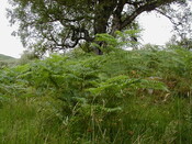 nh62nw0033eve2.JPG