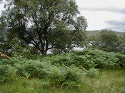 nh62nw0033eve3.JPG