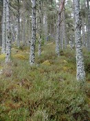 NH64NE0037AW3.jpg