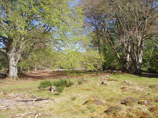 NH64NW0016 hut circle at Arpafeelie (april 07).JPG