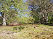 NH64NW0016 hut circle at Arpafeelie (april 07).JPG