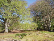NH64NW0016 hut circle at Arpafeelie b (april 07).JPG