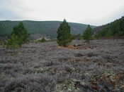 NH67NE0001HAW2.JPG