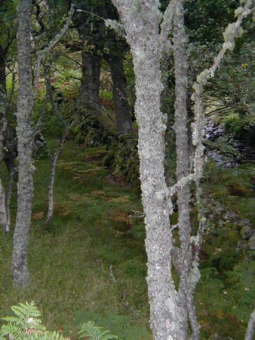 NH69SE0005 - dyke by burn & cairn.jpg
