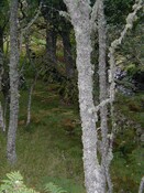 NH69SE0005 - dyke by burn & cairn.jpg