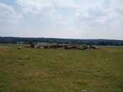 NH74NW0004 - sheep on cairn.JPG