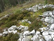 NH77NW0020CP02 - Scotsburn Wood East  possibly Cairn.JPG