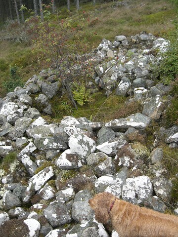 NH77NW0020CP03 - Scotsburn Wood East Cairn possibly.JPG