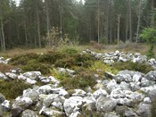 NH77NW0020CP04 - Scotsburn Wood East Cairn possibly.JPG