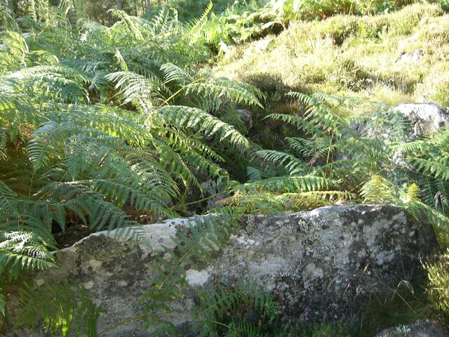 NH77NW0021CP01 -  Scotsburn Wood West Cairn possibly.JPG
