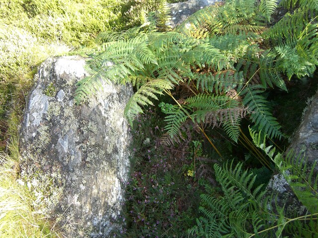 NH77NW0021CP02 -  Scotsburn Wood West Cairn Possibly.JPG