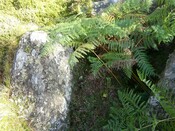 NH77NW0021CP02 -  Scotsburn Wood West Cairn Possibly.JPG