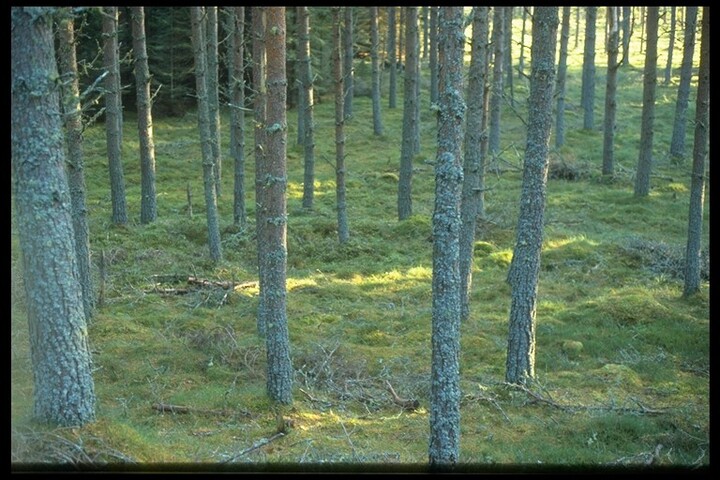NH78NE0002 - Hut Circle, Camore Wood, Drumdivan, Dornoch.jpg