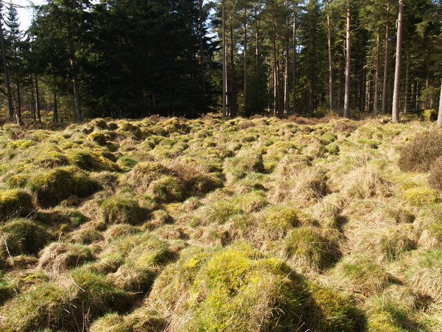 NH78NE0144 - Hut Circles, Camore Wood 1.JPG