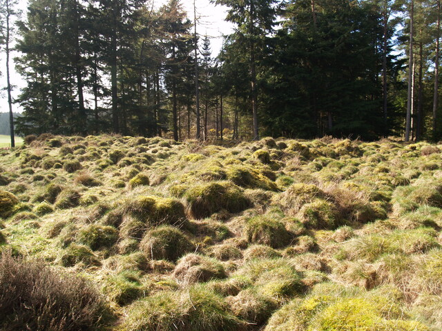 NH78NE0144 - Hut Circles, Camore Wood 2.JPG