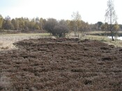 nh91nw0002 site D.jpg