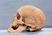 Loth Man - side of skull.JPG