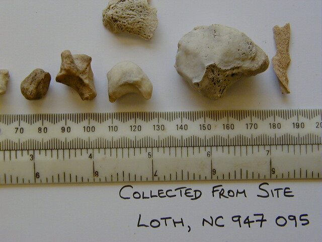 Loth remains 10.jpg