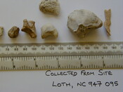 Loth remains 10.jpg