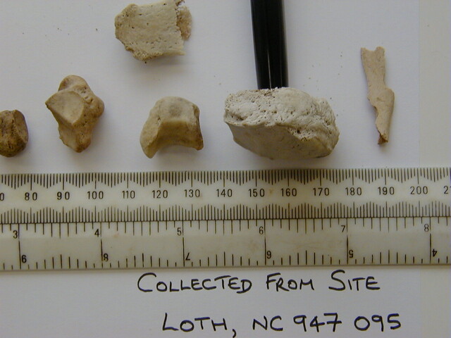 Loth remains 11.jpg